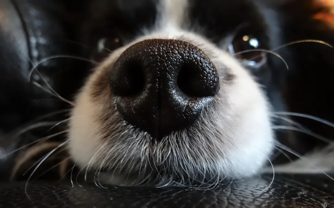The Dog Bit My Nose