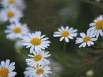 Slow bloomers