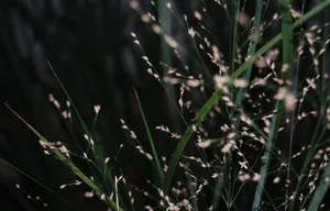 White fireworks