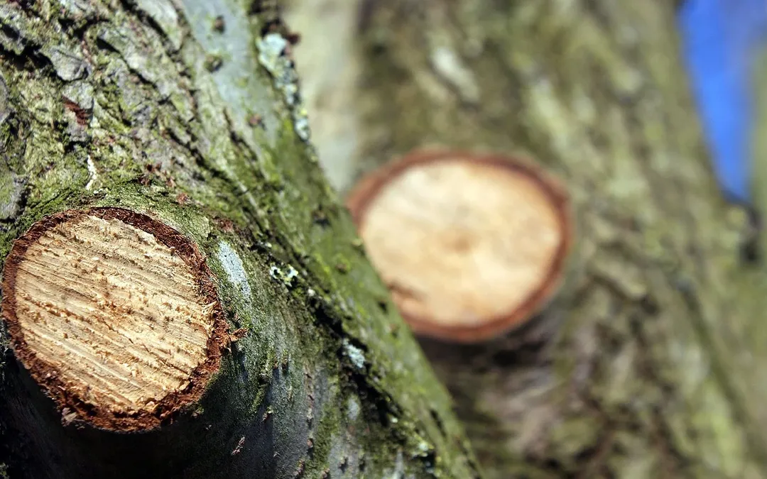 Pruning An Overgrown Tree