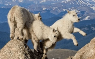 Hinds Feet on High Places