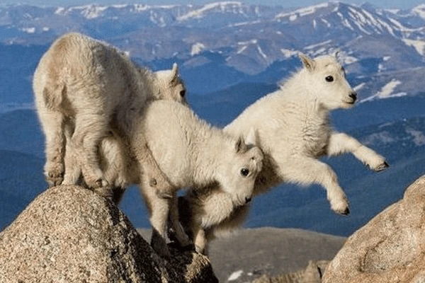 Hinds Feet on High Places